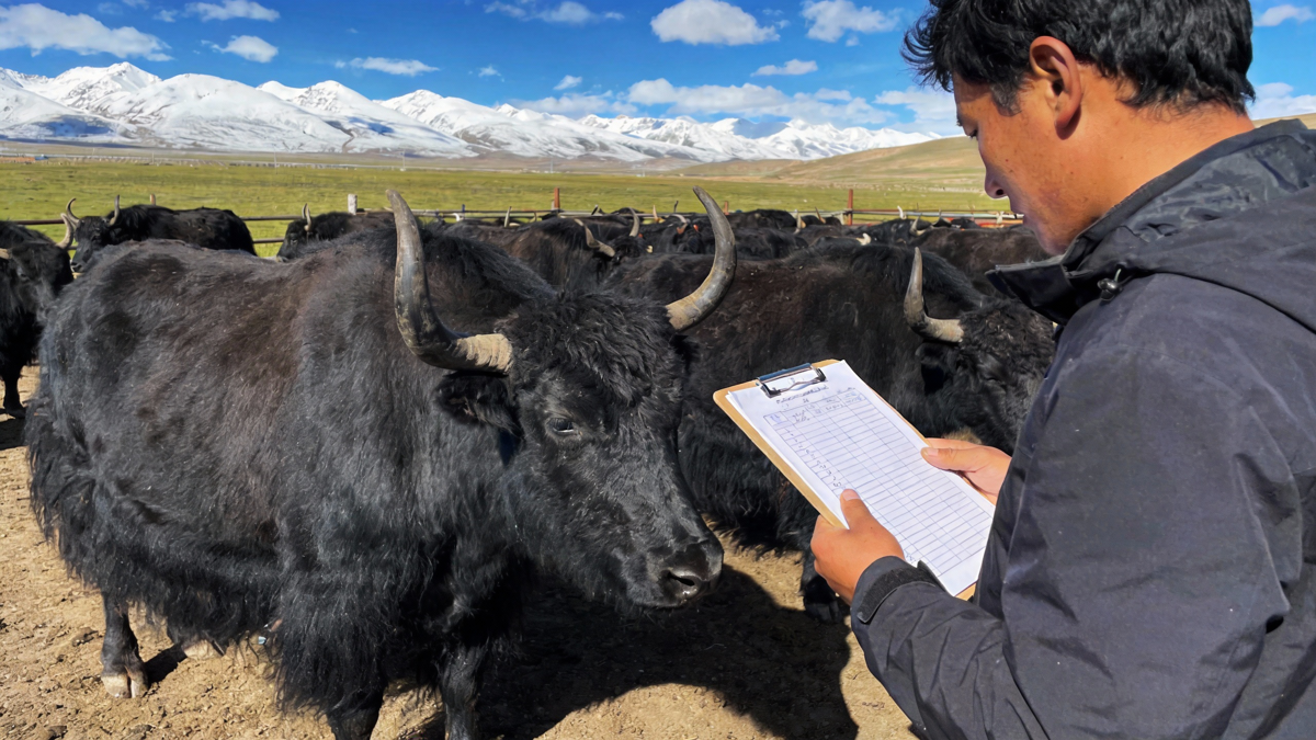 牦牛架子牛选择